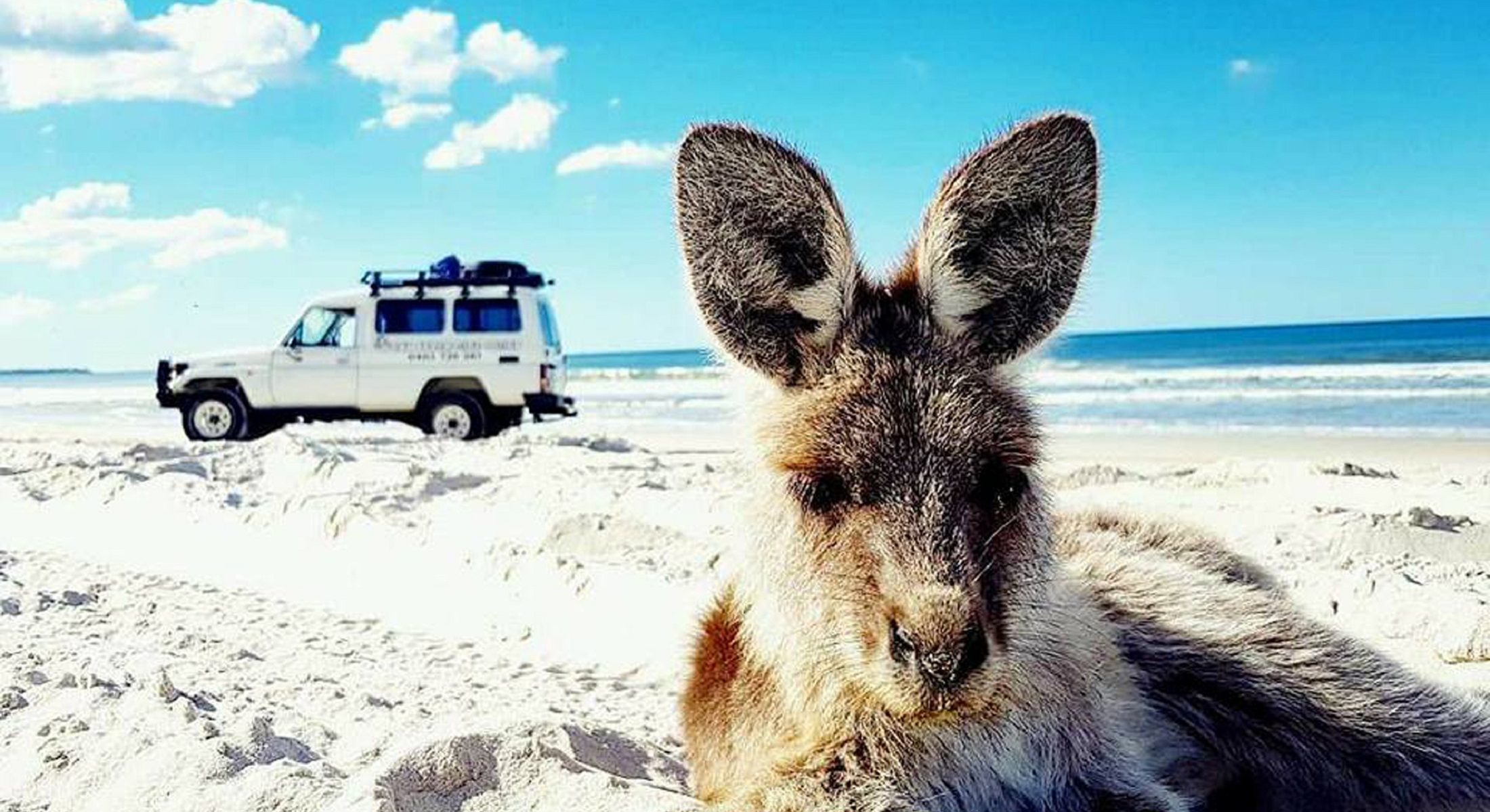 Gday Adventure Tours Bribie Island Kangaroo On Beach Moreton Bay Region