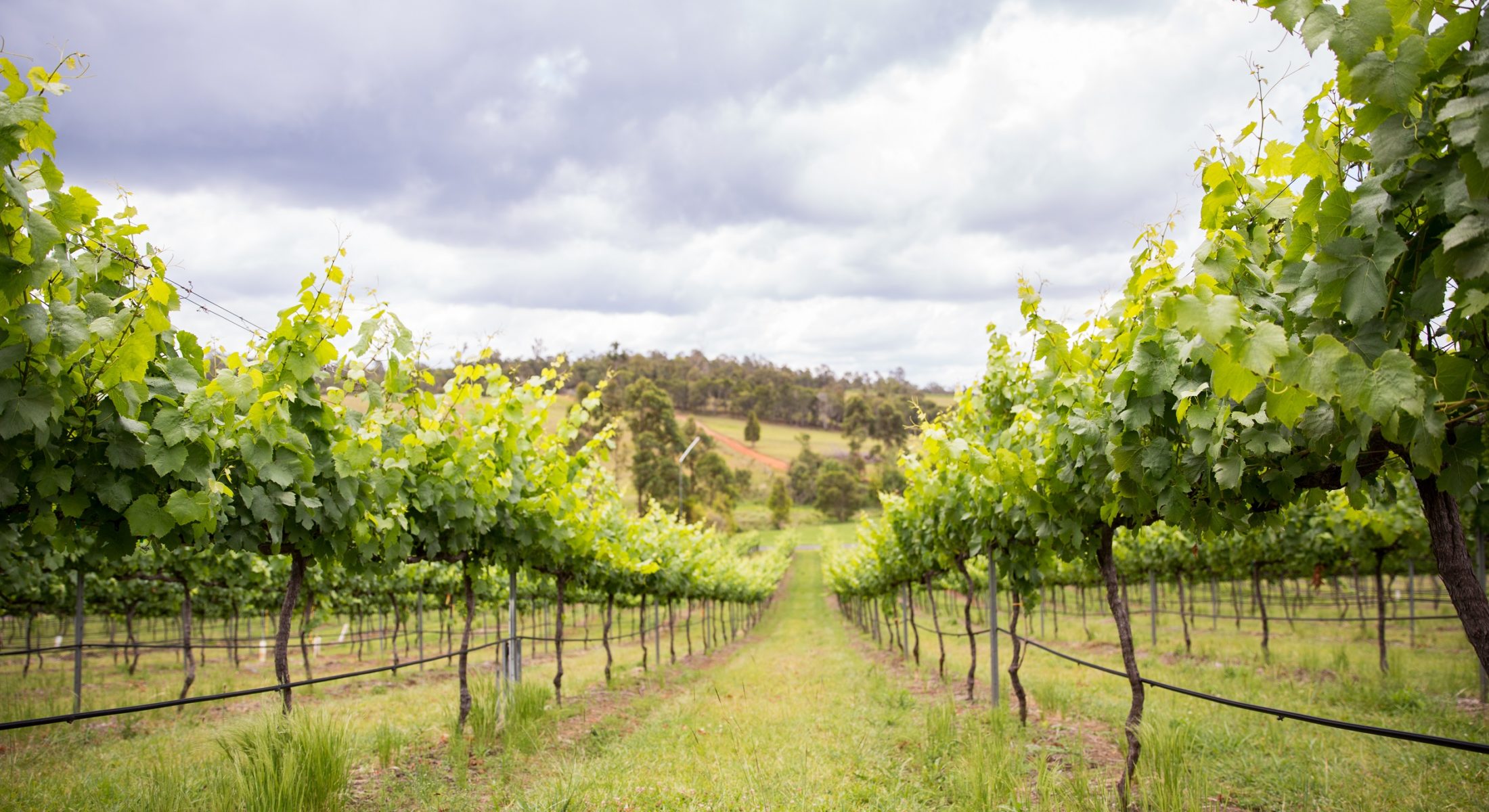 Ocean View Winnery Wine Vineyard Visit Moreton Bay Region