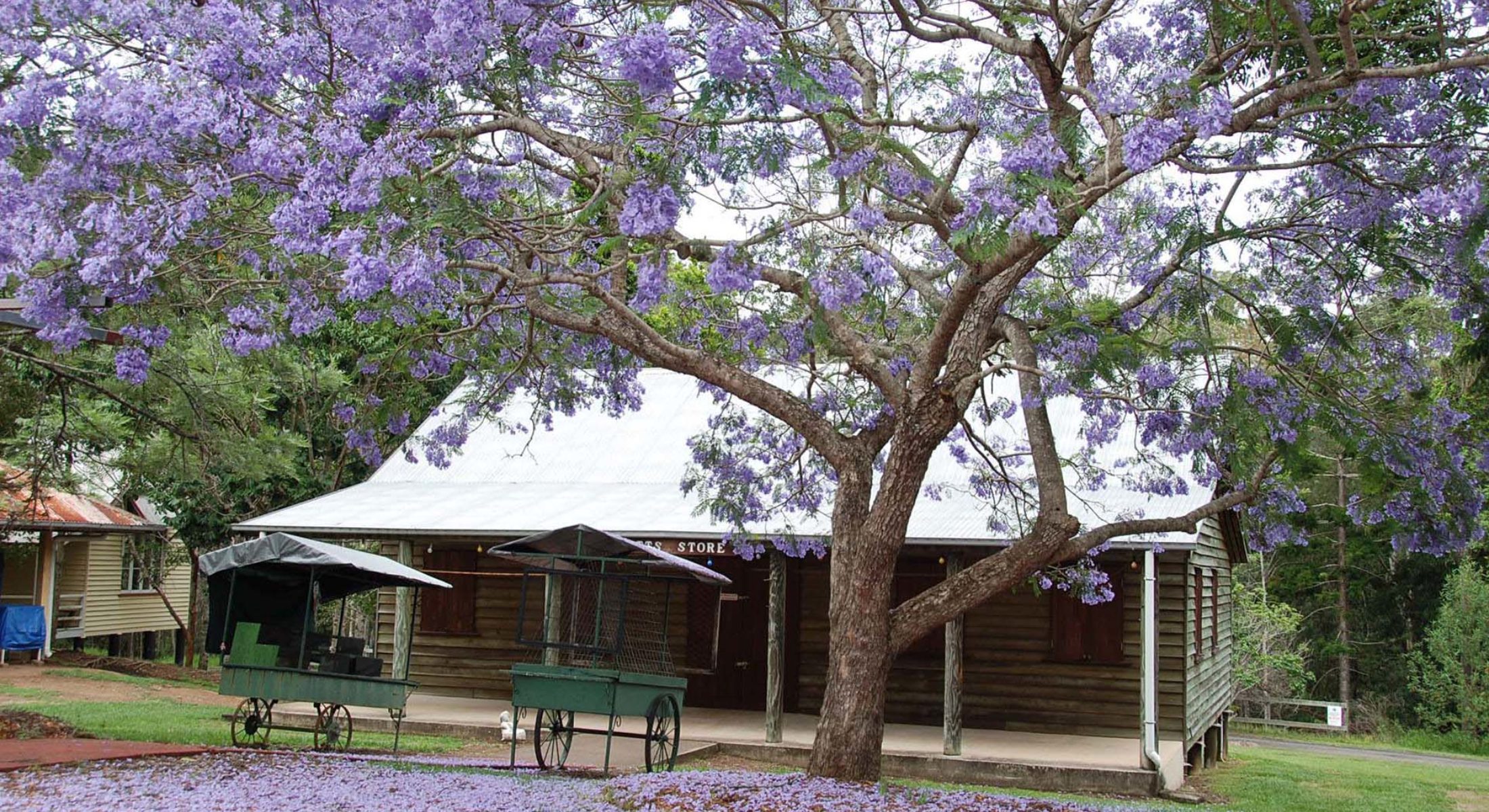 Jacaranda Trees At Old Petrie Town Moreton Bay Region