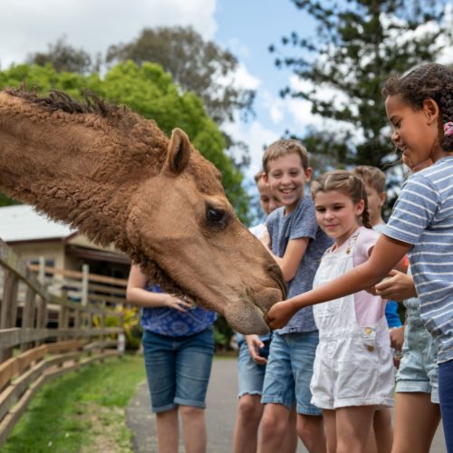 White Ridge Farm Gypsy Camel Farm Visit Moreton Bay Region Brisbane
