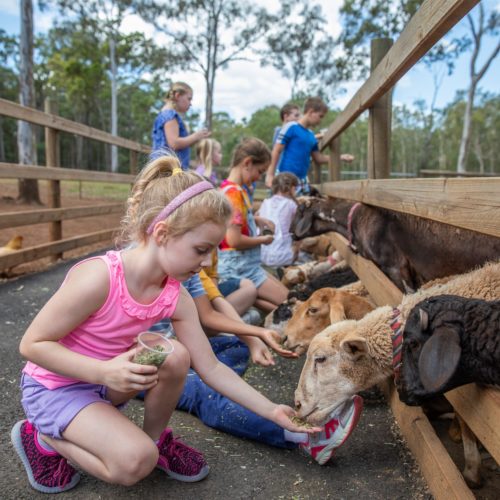White Ridge Farm Girl Feeding Animals Moreton Bay Region