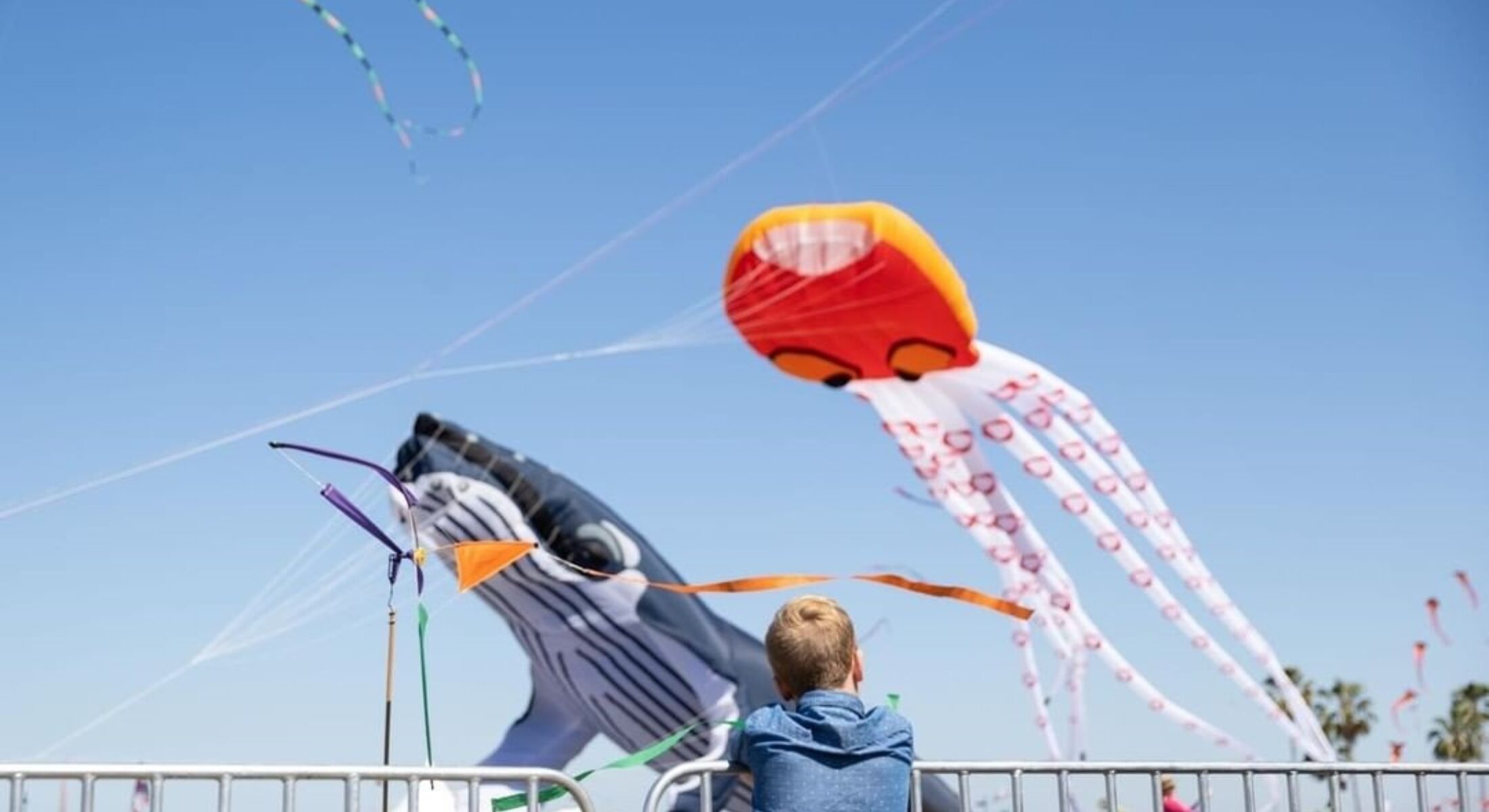 Redcliffe Kite Fest kite flying oval redcliffekitefest